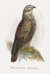 Der Mäusebussard