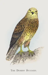 Der Wüstenbussard