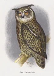Der Uhu