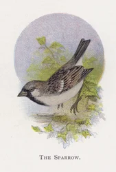 Der Spatz