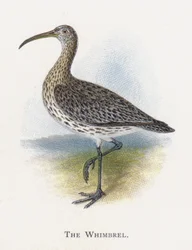 Der Regenbrachvogel