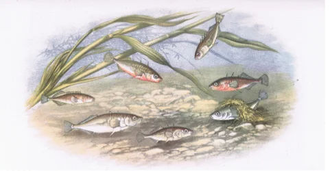 Stichlinge, Natur in Großbritannien, veröffentlicht von Collins, 1946