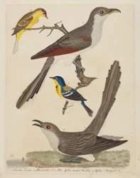 Carolinakuckuck, Schwarzschnabelkuckuck, blau-gelbrückiger Waldsänger und gelber Rotkopf-Waldsänger