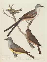 Scherenschwanz-Königstyrann, Arkansas-Königstyrann, Say-Phoebetyrann und weibliches Goldhähnchen