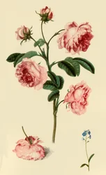 Rosa Provincialis und Vergissmeinnicht