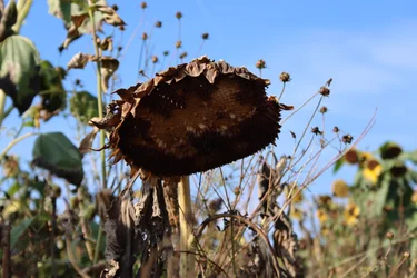 die letzte Sonnenblume