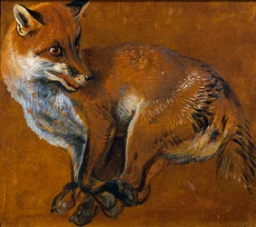 Fuchs mit gefesselten Beinen