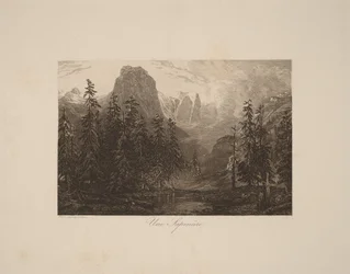 Ein Tannenwald