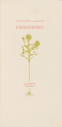Chrysanthemen