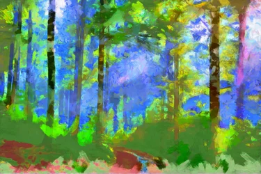 Pfad im Wald, 2020
