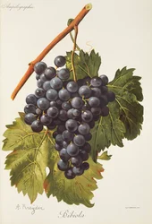 Bibiola-Traube