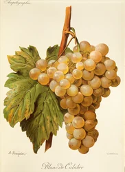 Blanc de Calabre Traube