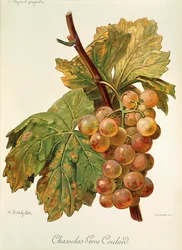 Chasselas Gros Coulard-Traube
