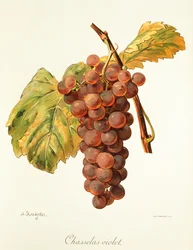 Chasselas Violet-Traube