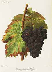 Gamay Hatif des Vosges-Traube
