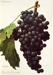 Gros-de-Coveretto-Traube