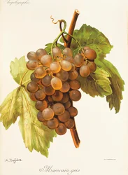 Marocain Gris-Traube