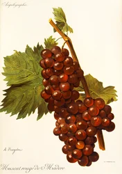 Muscat Rouge de Madere-Traube