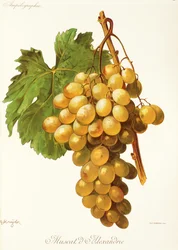 Muscat d