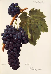 Oriou-Gris-Traube