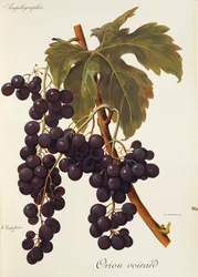 Oriou Voirard-Traube