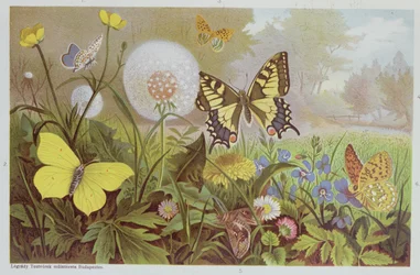 Schmetterlinge, Illustration aus einem ungarischen Naturgeschichtsbuch, um 1900
