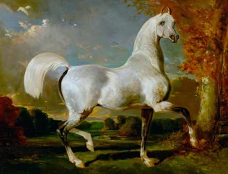 Arabischer Hengst