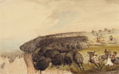 Büffelherden über einen Abgrund treiben, ca. 1837
