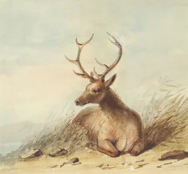 Elch, Rocky Mountains, ca. 1837