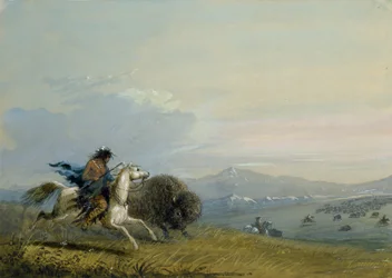 Pawnee jagt Büffel