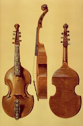Viola d