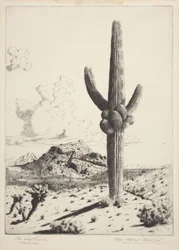 Der Wächter (Sahuaro)