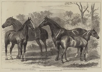 Preispferde in der Ausstellung in der Agricultural Hall