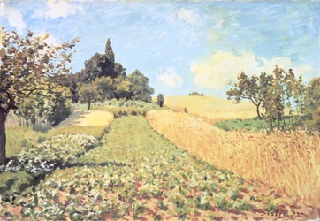 Weizenfeld