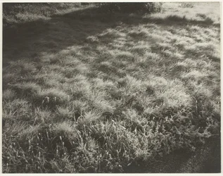 Gras und Frost