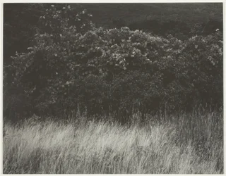 Hecke und Gräser - Lake George