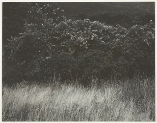 Hecke und Gräser - Lake George