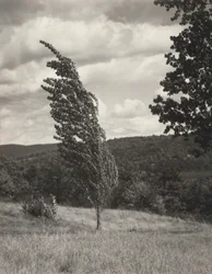 Pappel—Lake George