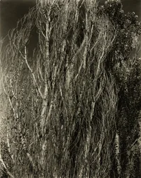 Pappeln—Lake George, 1932