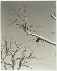 Der sterbende Kastanienbaum—Mein Lehrer, 1927
