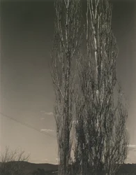 Die zwei Pappeln, Lake George