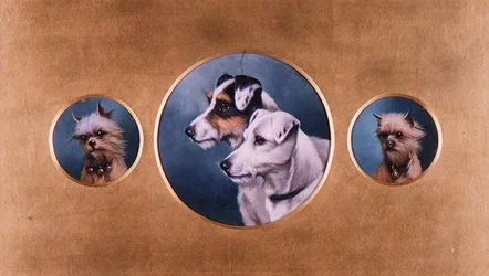 Foxterrier und Yorkshire Terrier