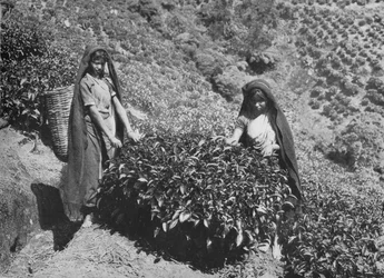 Pflücker auf Teeplantage, Ceylon, ca. 1890, 1910
