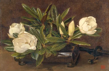 Magnolien