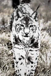 Annäherung