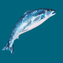 Springender blauer Lachs