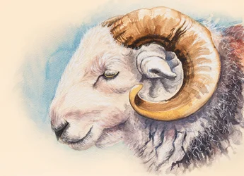 Ein Herdwick-Widder