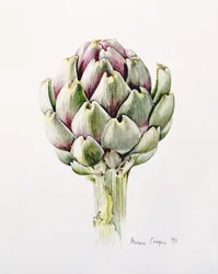 Artischockenstudie, 1993