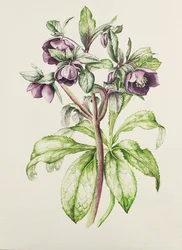 Helleborus orientalis von Helen Ballard (dunkelviolette Blüten)