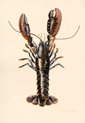 Hummer aus Solva, 2014